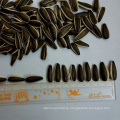 High Quality of New Crop Sunflower Seeds From Neimongol